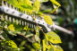 Preview: Stihl FH-KM 0° Heckenschneider